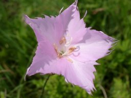 Dianthus zeyheri flower